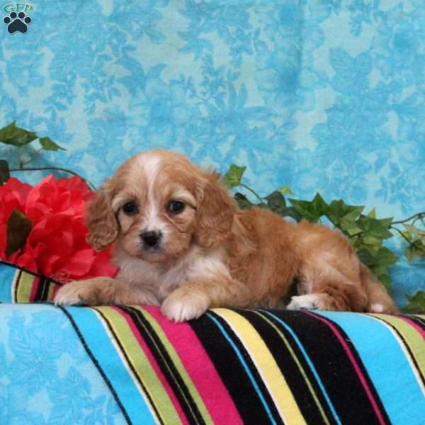 Kimberly, Cavalier King Charles Mix Puppy